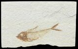 Bargain, Diplomystus Fossil Fish - Wyoming #67950-1